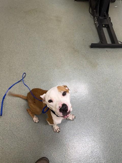 PONCHO, Adoptable, Young Male Labrador Retriever & Staffordshire Bull Terrier.