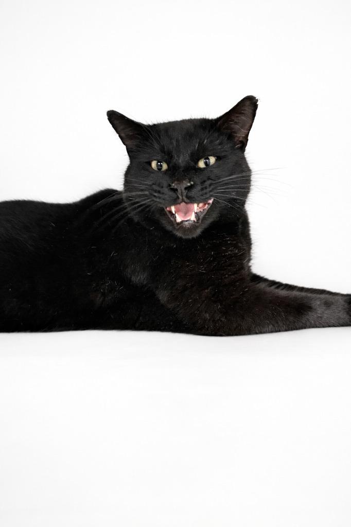 Elvis, Adoptable, Adult Male Domestic Short Hair.