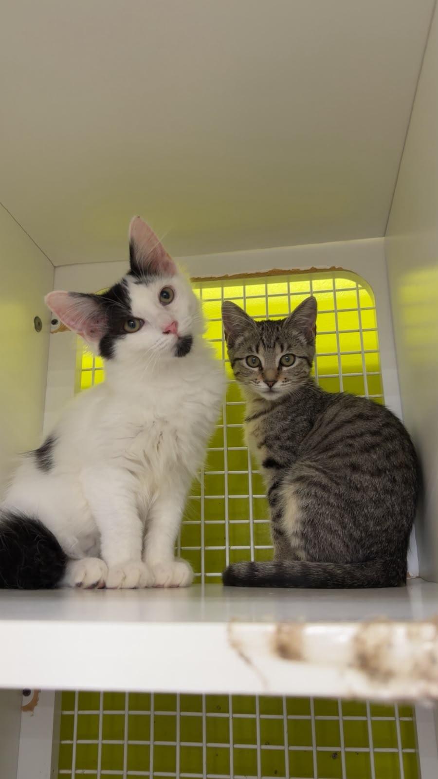 Bobtail, ADOPTABLE, Kitten Male Norwegian Forest Cat & Maine Coon.