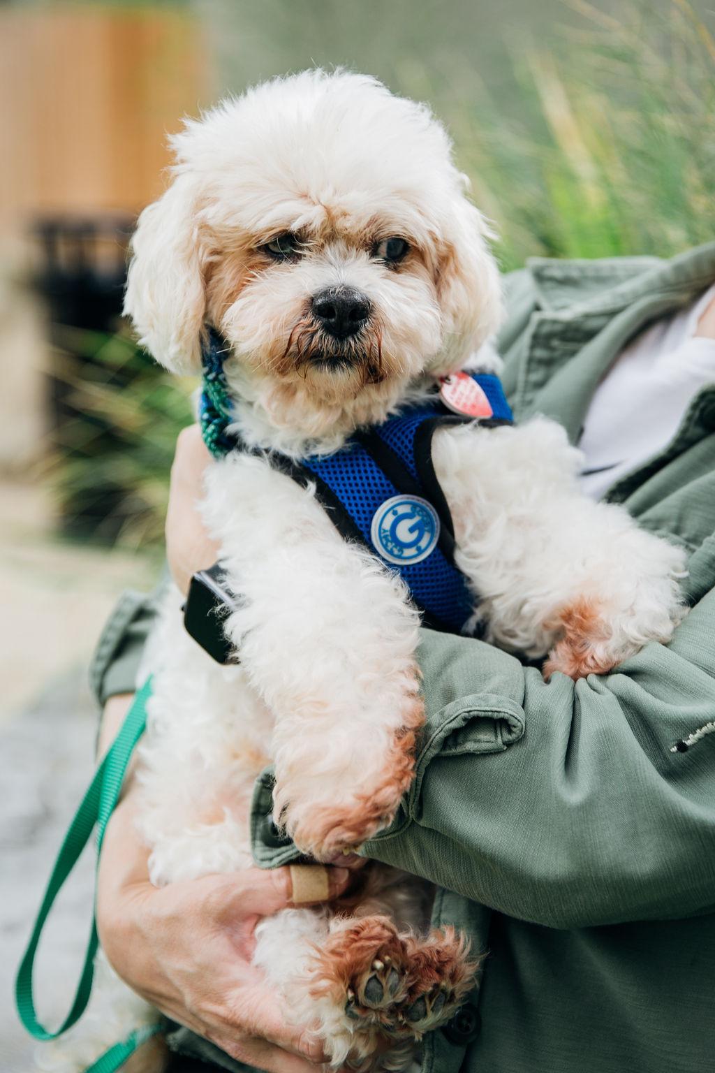 Nosh, an adoptable Cockapoo, Shih Tzu in Los Angeles, CA, 90035 | Photo Image 6