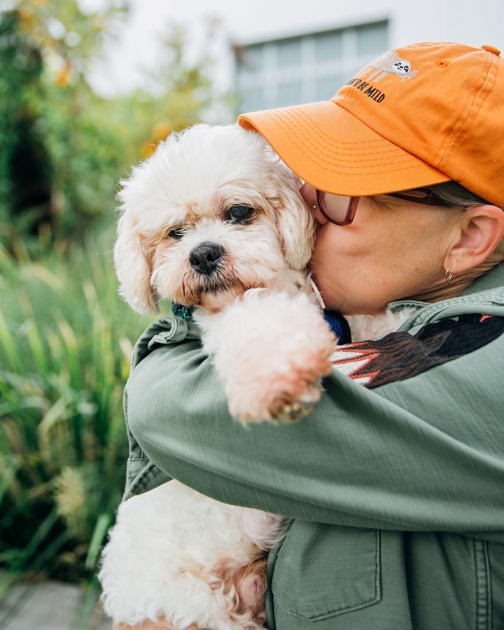 Nosh, an adoptable Cockapoo, Shih Tzu in Los Angeles, CA, 90035 | Photo Image 1