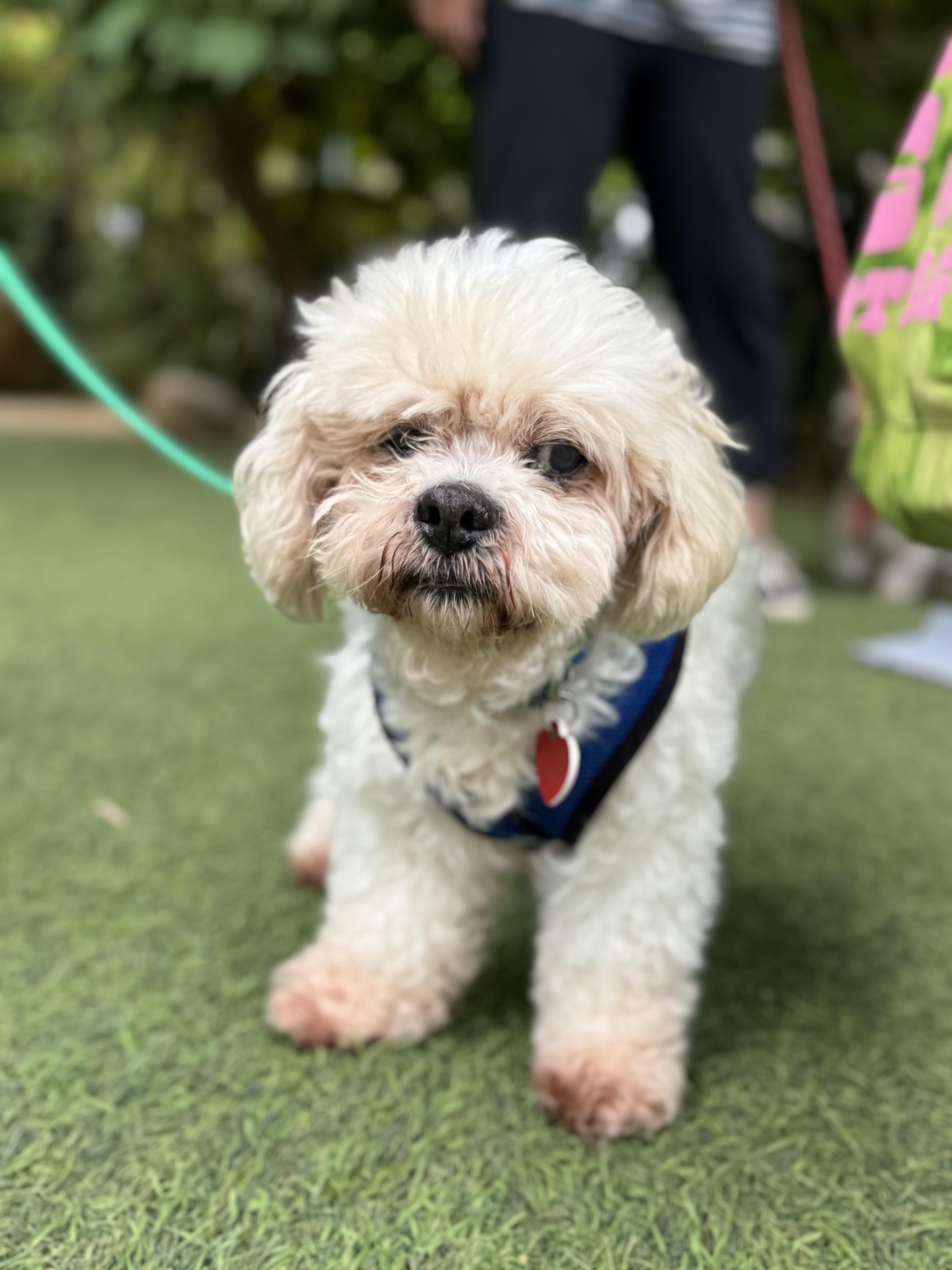 Nosh, an adoptable Cockapoo, Shih Tzu in Los Angeles, CA, 90035 | Photo Image 5