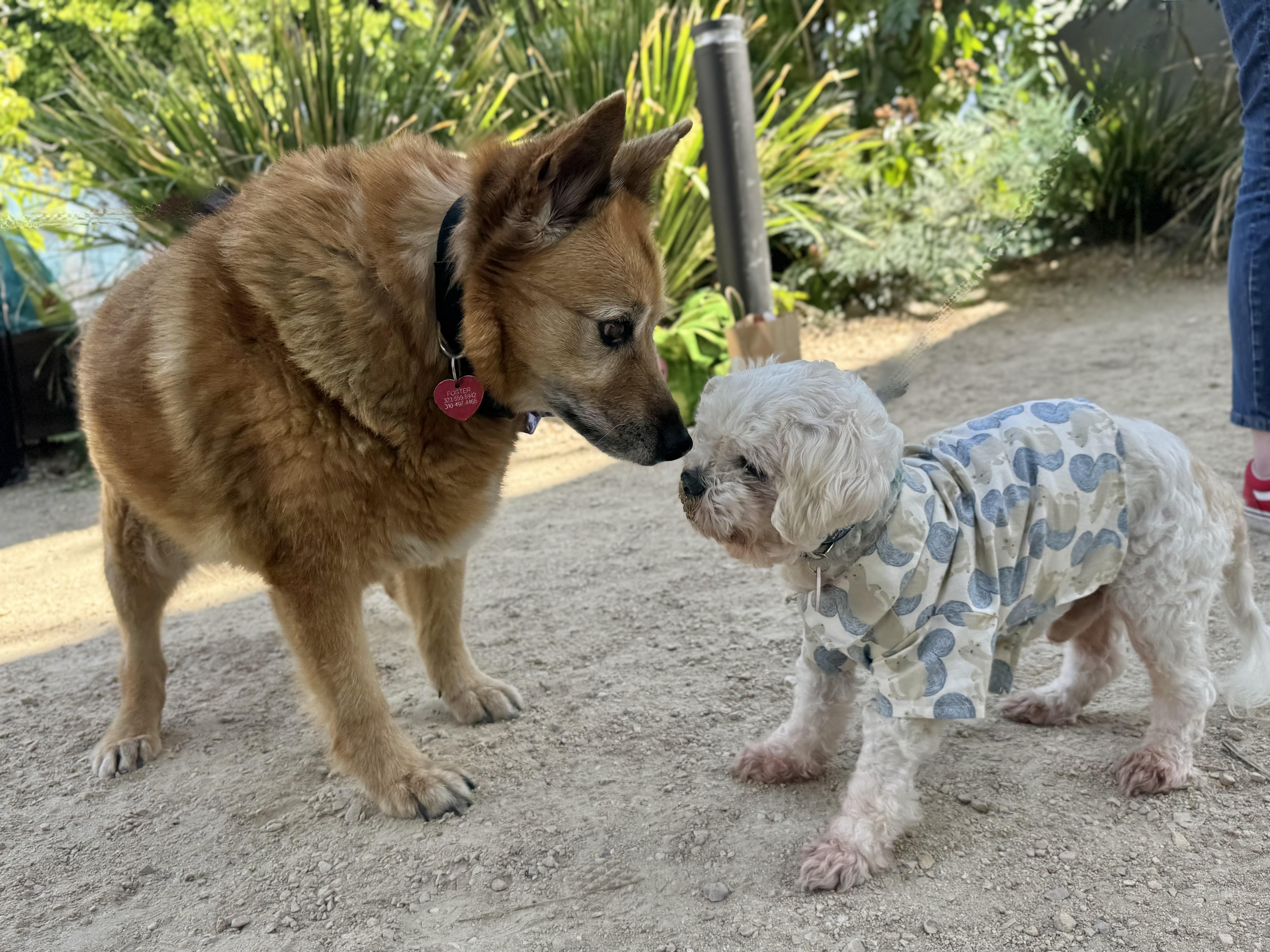 Nosh, an adoptable Cockapoo, Shih Tzu in Los Angeles, CA, 90035 | Photo Image 4