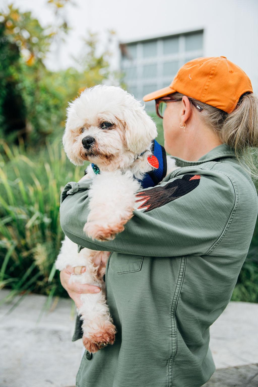 Nosh, an adoptable Cockapoo, Shih Tzu in Los Angeles, CA, 90035 | Photo Image 2