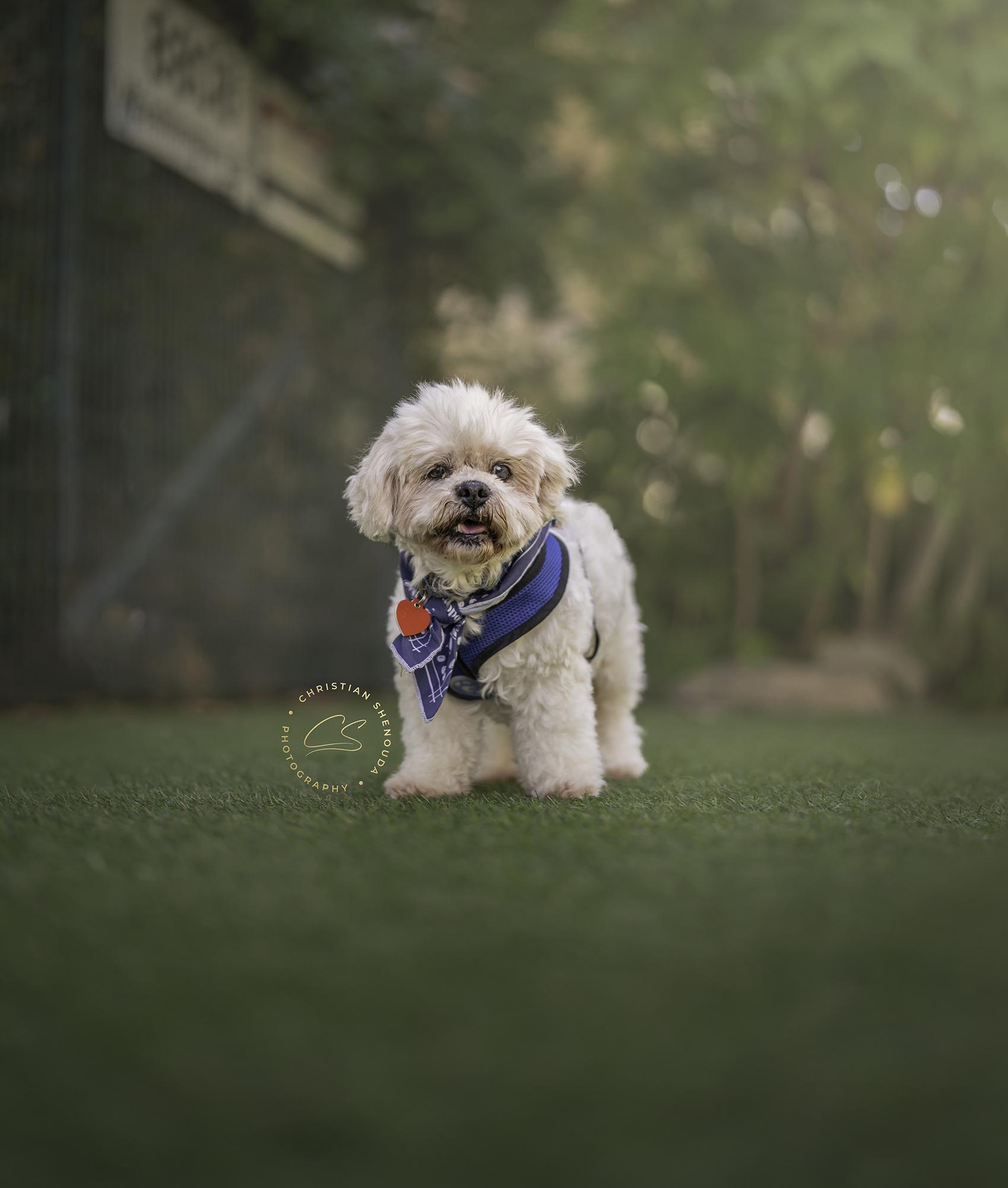 Nosh, an adoptable Cockapoo, Shih Tzu in Los Angeles, CA, 90035 | Photo Image 1