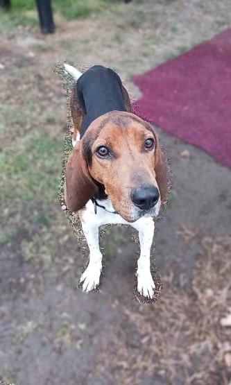 Albert, Adoptable, Adult Male Hound.