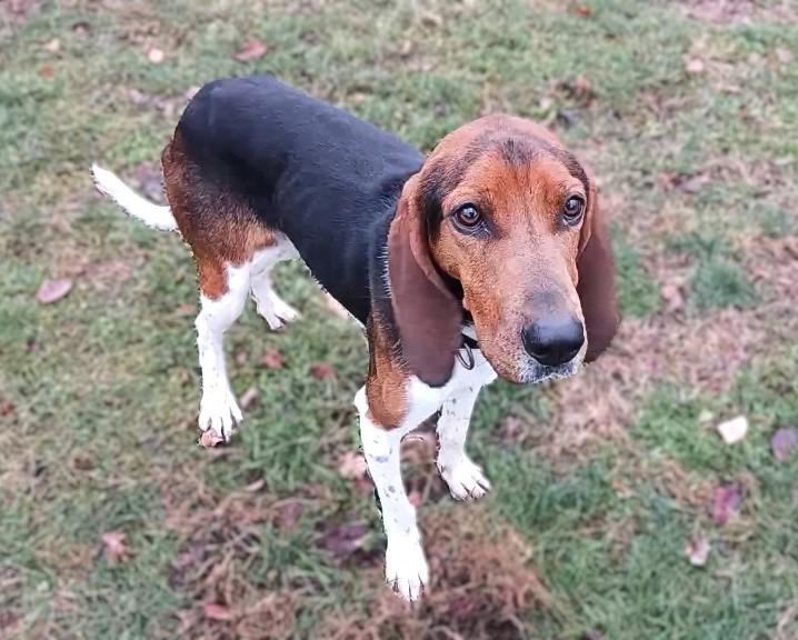 Albert, a Adoptable Hound in Prairie du Chien, WI image 2/3