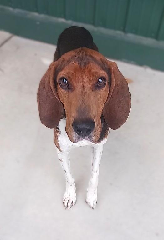 Albert, a Adoptable Hound in Prairie du Chien, WI image 3/3