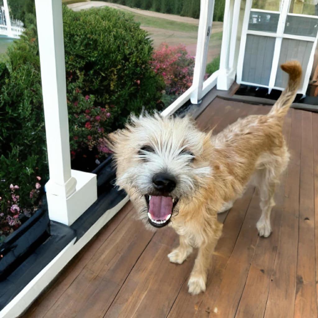 Blaine, Adoptable, Young Male Cairn Terrier & Chihuahua.