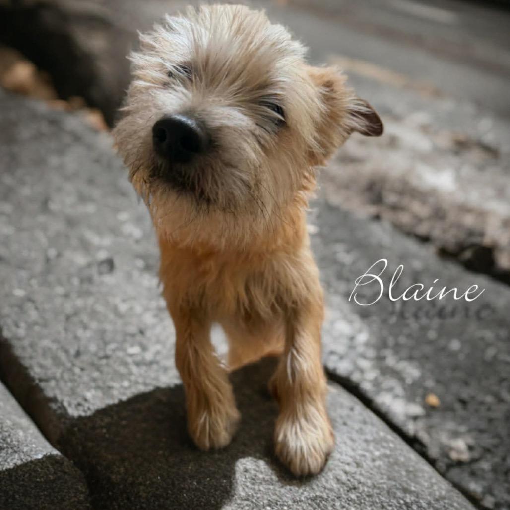 Enlarge Blaine, a Adoptable mixed breed in Phoenix, AZ image 2/6