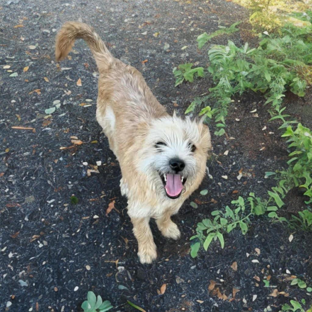 Enlarge Blaine, a Adoptable mixed breed in Phoenix, AZ image 6/6