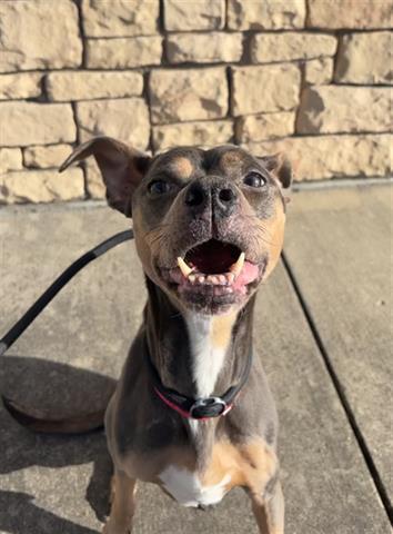 BOSTON, Adoptable, Adult Female Pit Bull Terrier.