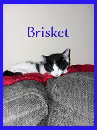 Enlarge Brisket, a Adoptable mixed breed in Hoover , AL image 1/3