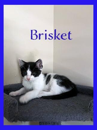 Enlarge Brisket, a Adoptable mixed breed in Hoover , AL image 2/3