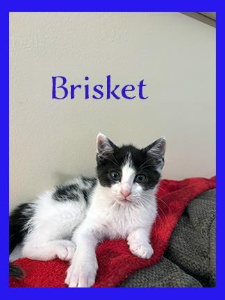 Enlarge Brisket, a Adoptable mixed breed in Hoover , AL image 3/3