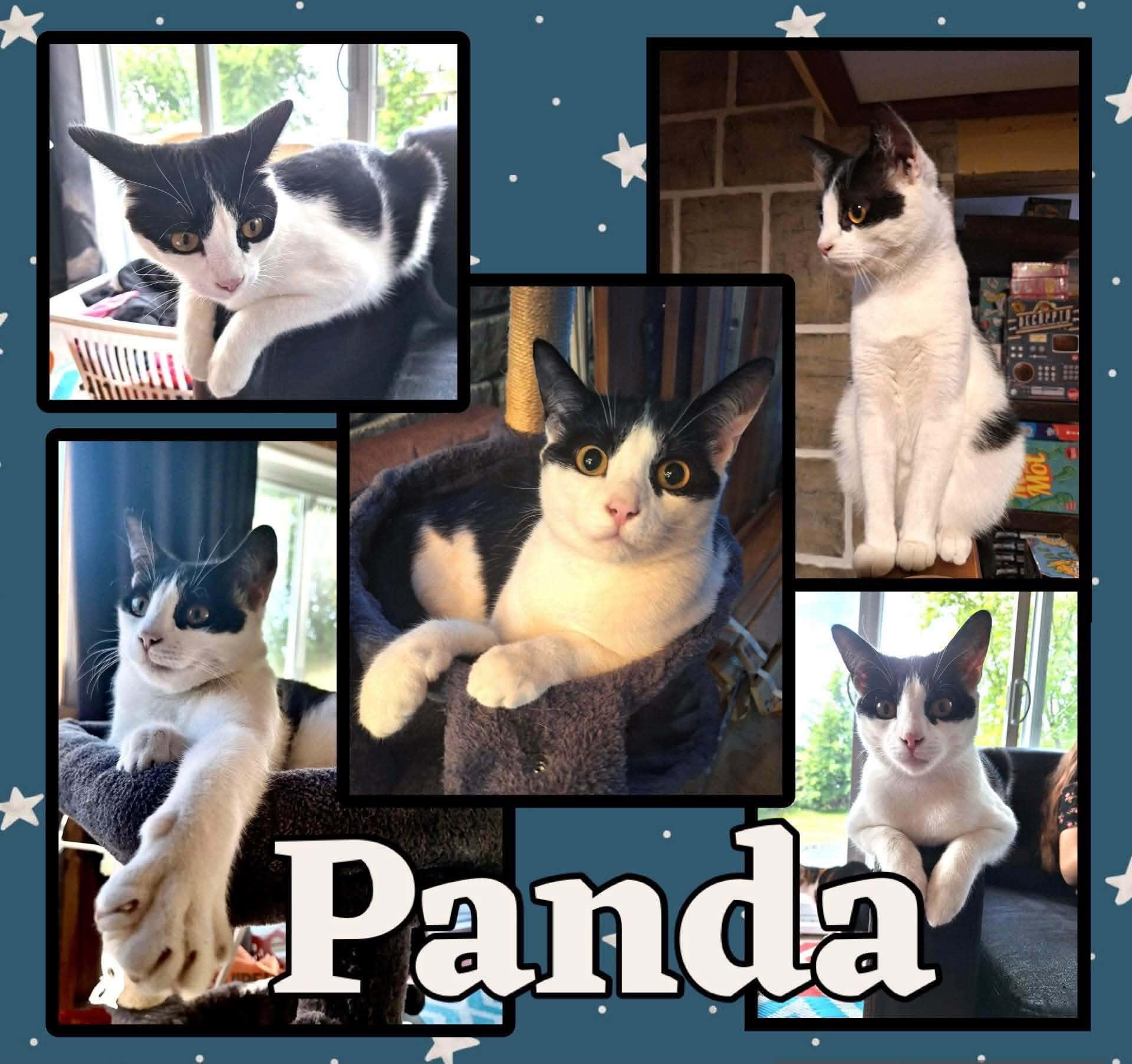 Enlarge Panda, an adopted Domestic Short Hair in Beloeil, QC image 1/1