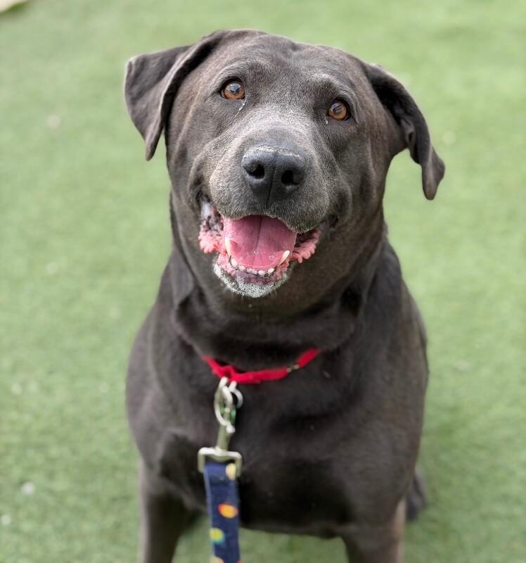 Ash, Adoptable, Adult Female Labrador Retriever.