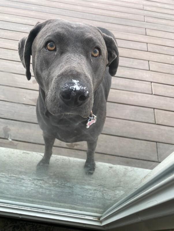 Enlarge Ash, a Adoptable Labrador Retriever in Fruit Heights, UT image 2/2