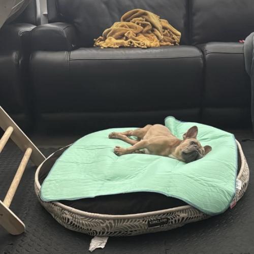 Horchata, Adoptable, Puppy Female French Bulldog.