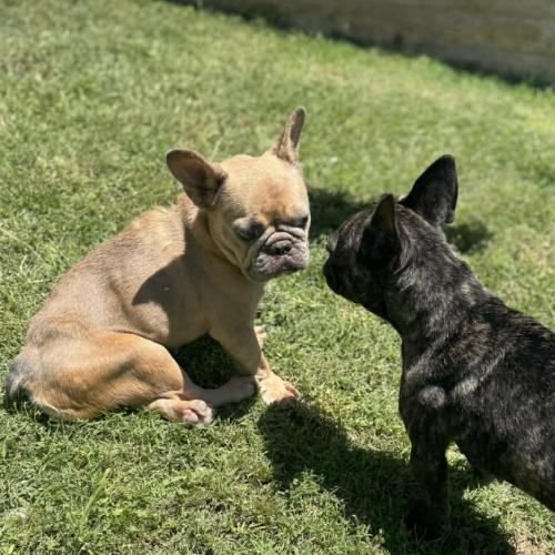 Horchata, a Adoptable French Bulldog in Austin, TX image 2/5