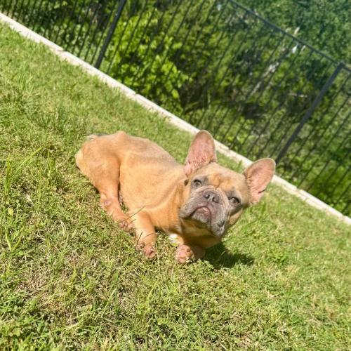 Horchata, a Adoptable French Bulldog in Austin, TX image 3/5