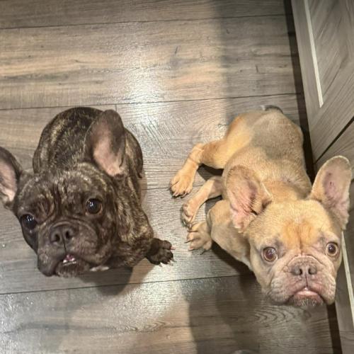 Horchata, a Adoptable French Bulldog in Austin, TX image 4/5