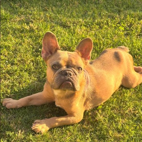 Horchata, a Adoptable French Bulldog in Austin, TX image 5/5
