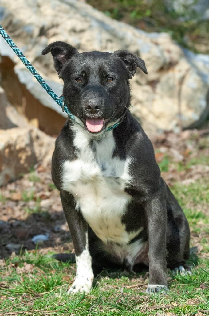 Enlarge Rocky, a Adoptable mixed breed in Johnson City, TN image 1/4