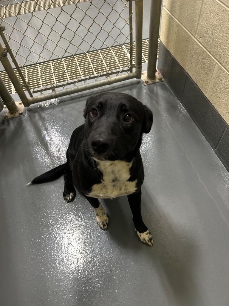 Rocky, Adoptable, Young Male Australian Cattle Dog / Blue Heeler.