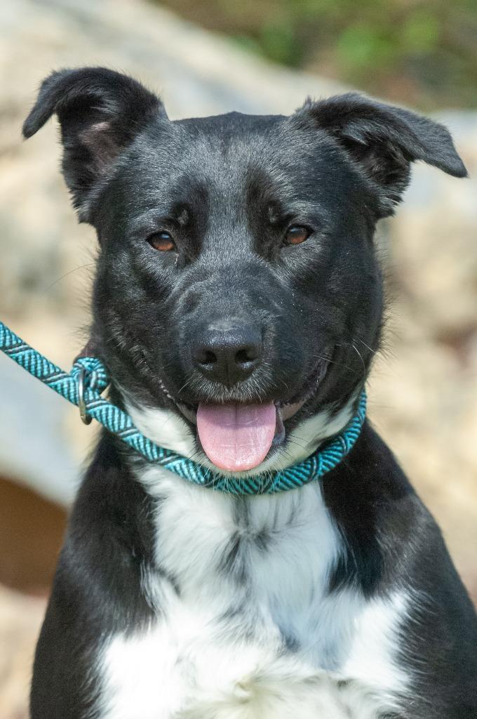 Enlarge Rocky, a Adoptable mixed breed in Johnson City, TN image 2/4
