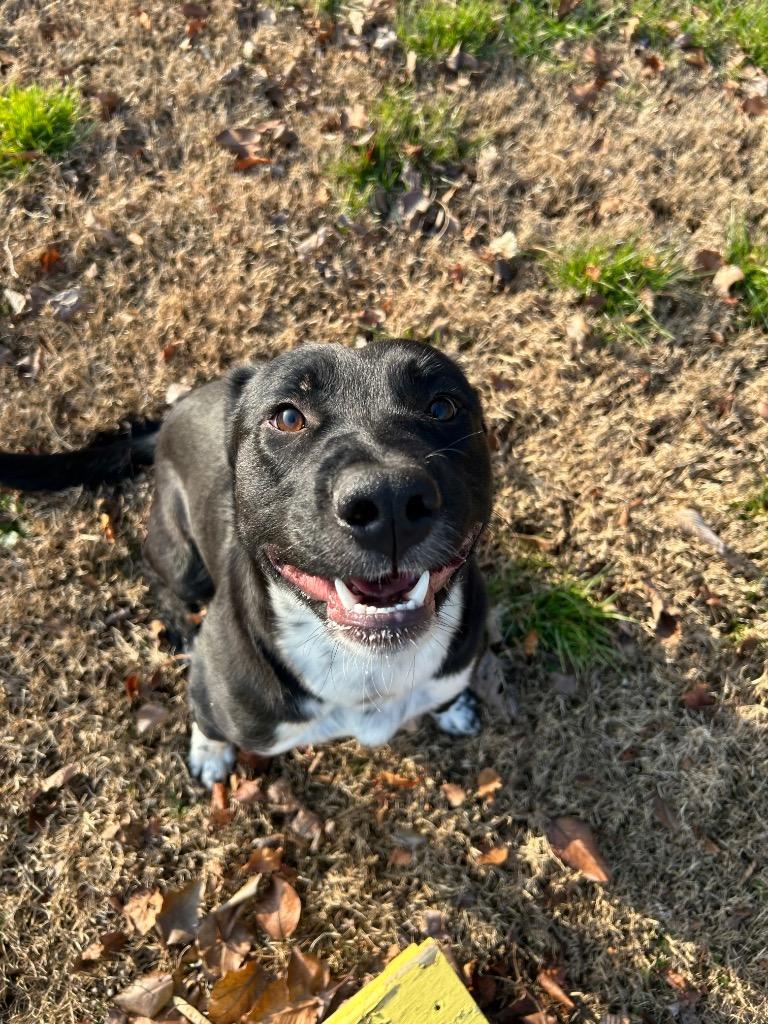 Enlarge Rocky, a Adoptable mixed breed in Johnson City, TN image 2/2