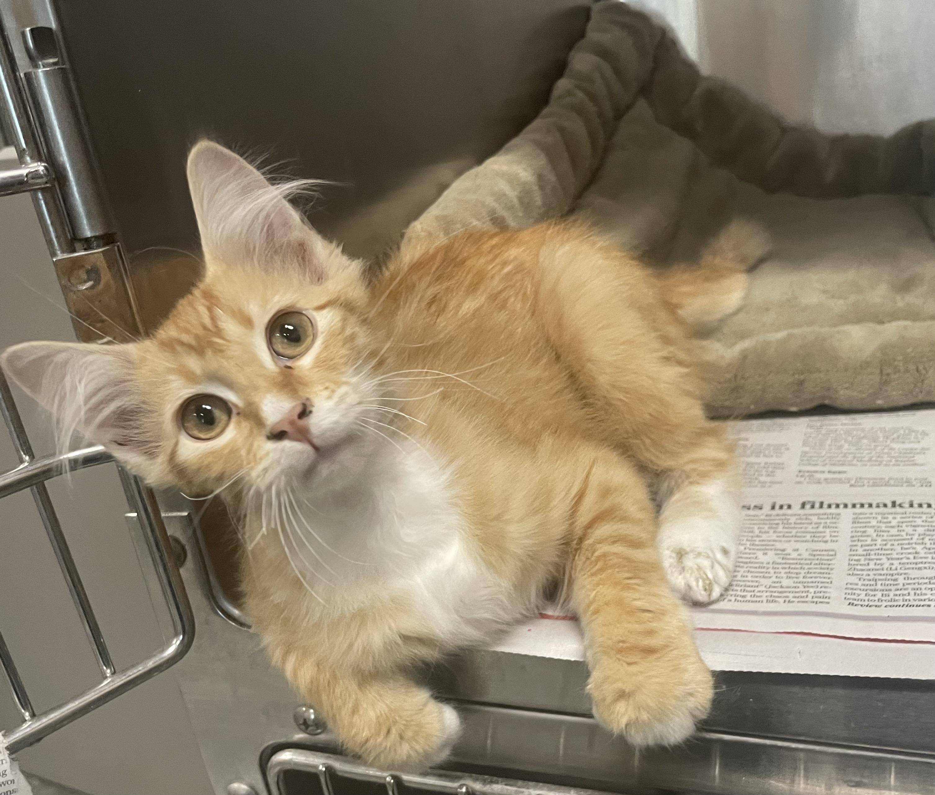 Marmalade , adopted, Young Male Domestic Medium Hair.