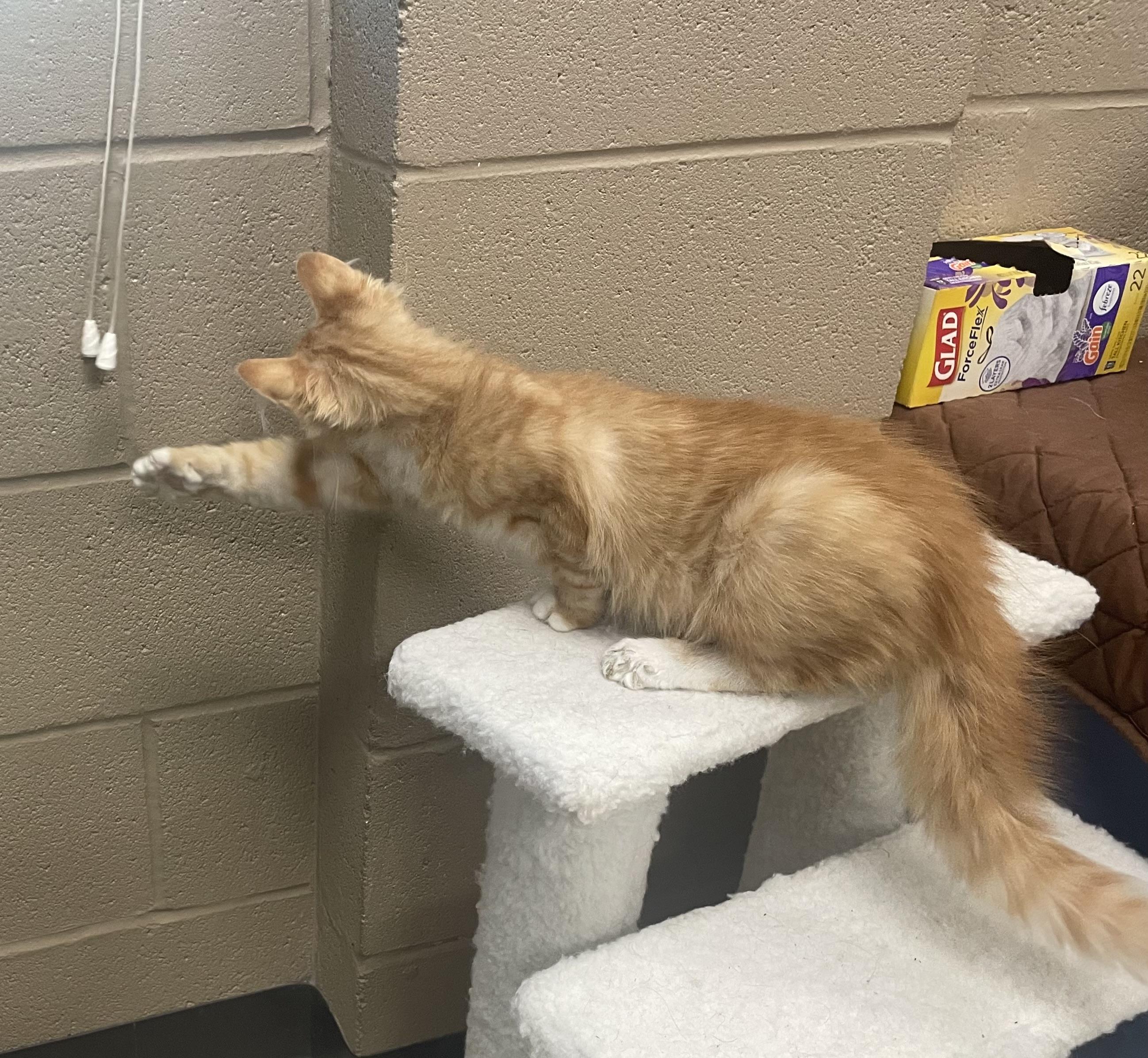 Enlarge Marmalade , an adopted mixed breed in Seabrook, TX image 5/6