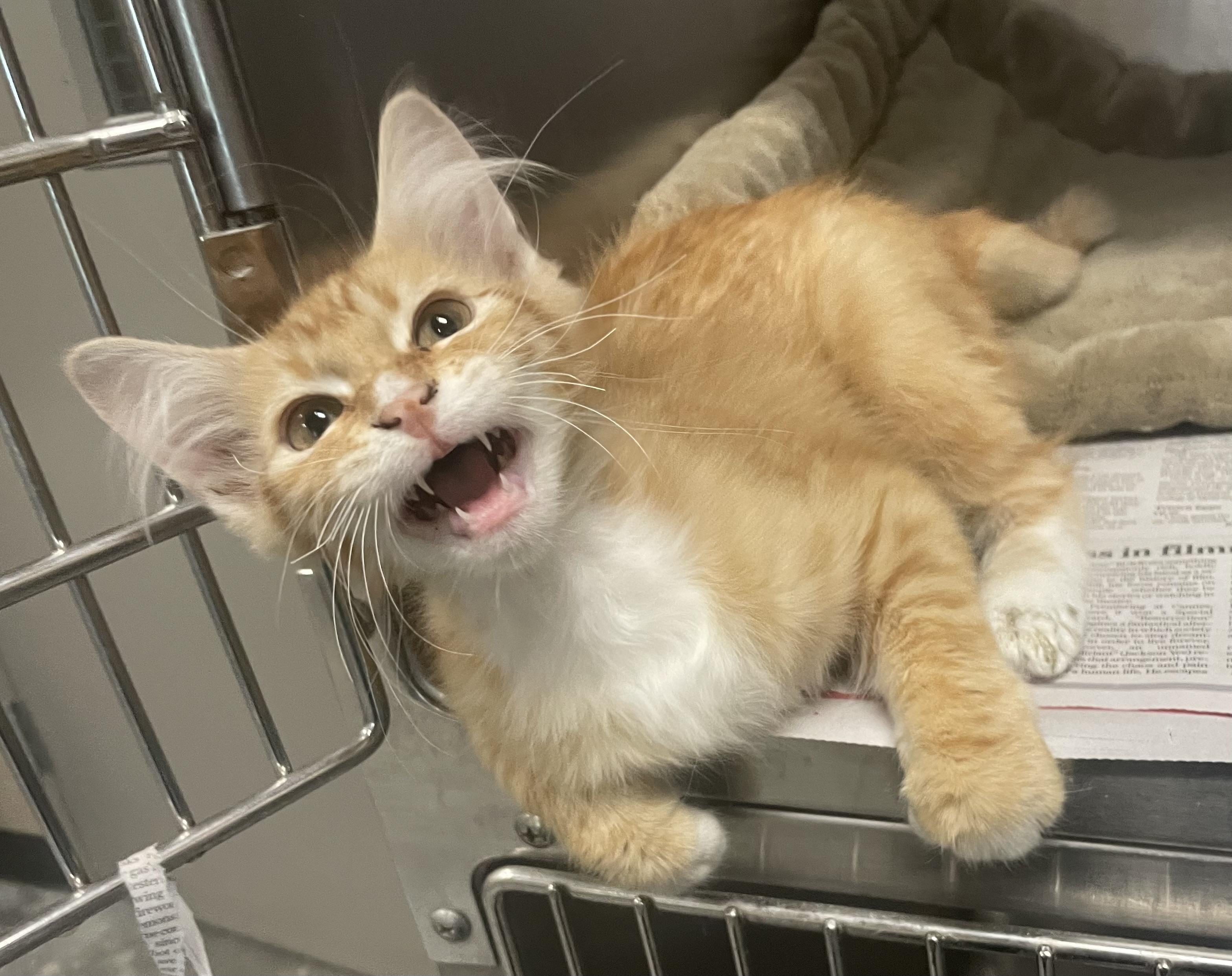 Enlarge Marmalade , an adopted mixed breed in Seabrook, TX image 2/6