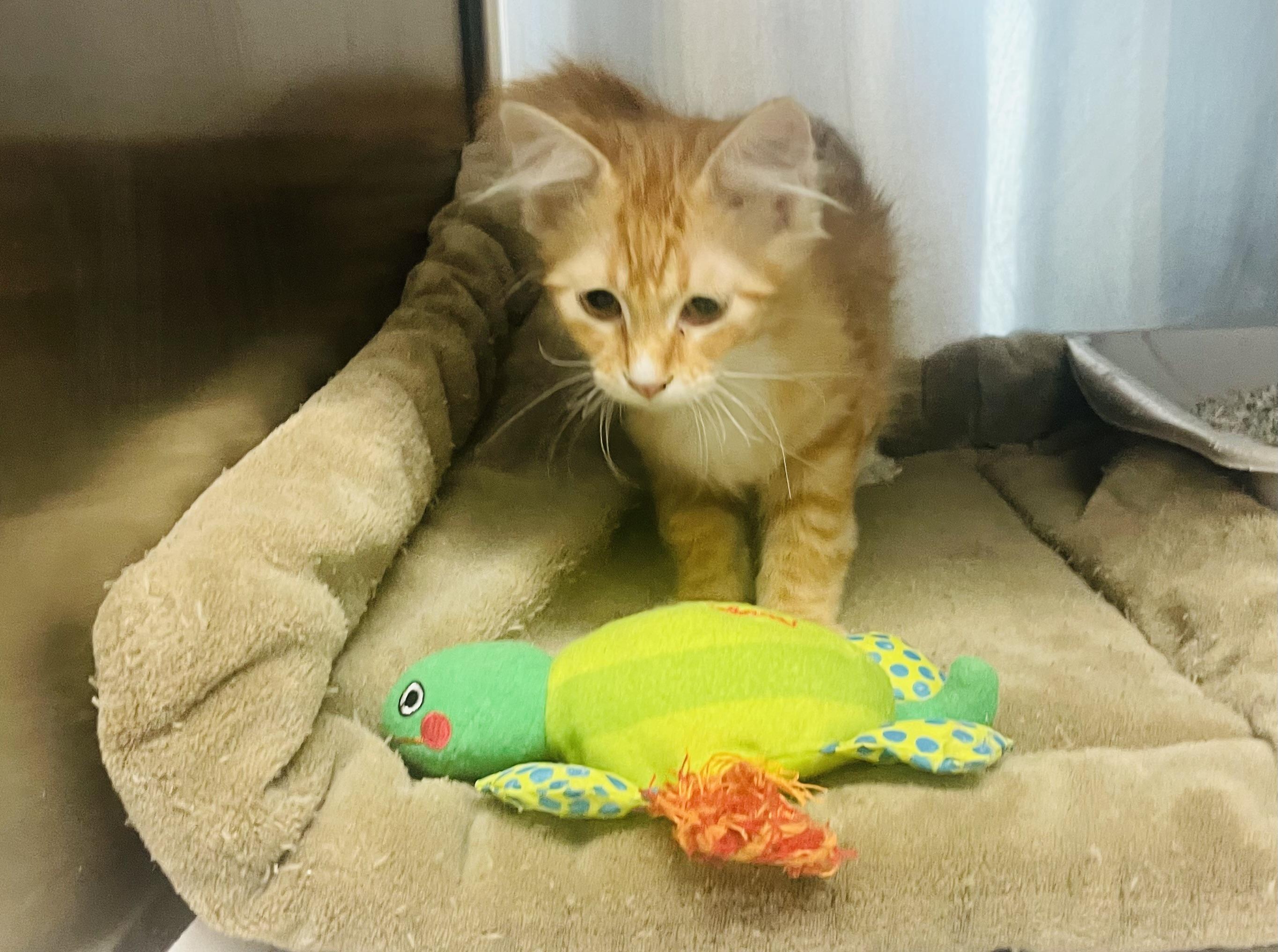 Enlarge Marmalade , an adopted mixed breed in Seabrook, TX image 3/6