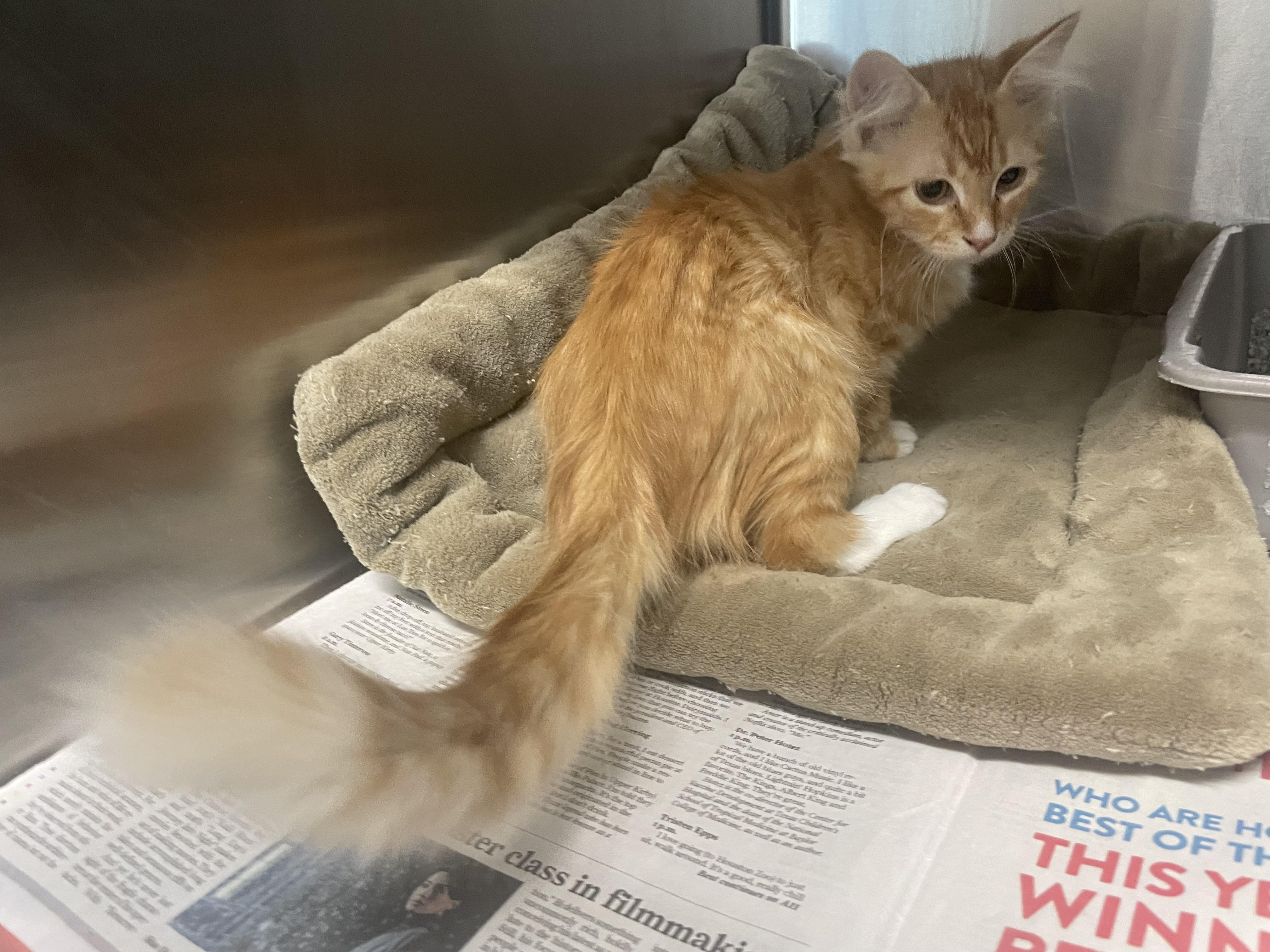 Enlarge Marmalade , an adopted mixed breed in Seabrook, TX image 4/6