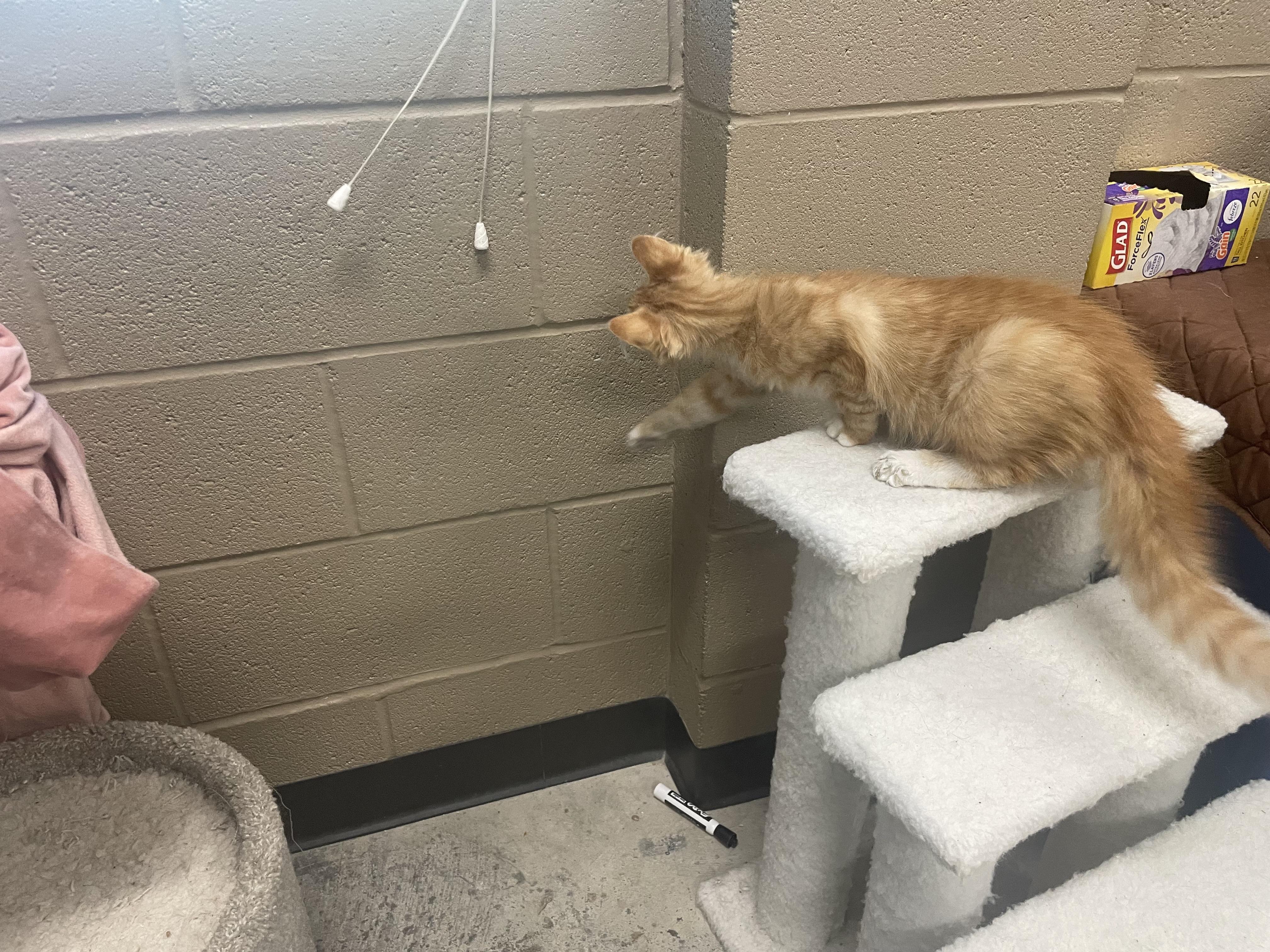Enlarge Marmalade , an adopted mixed breed in Seabrook, TX image 6/6