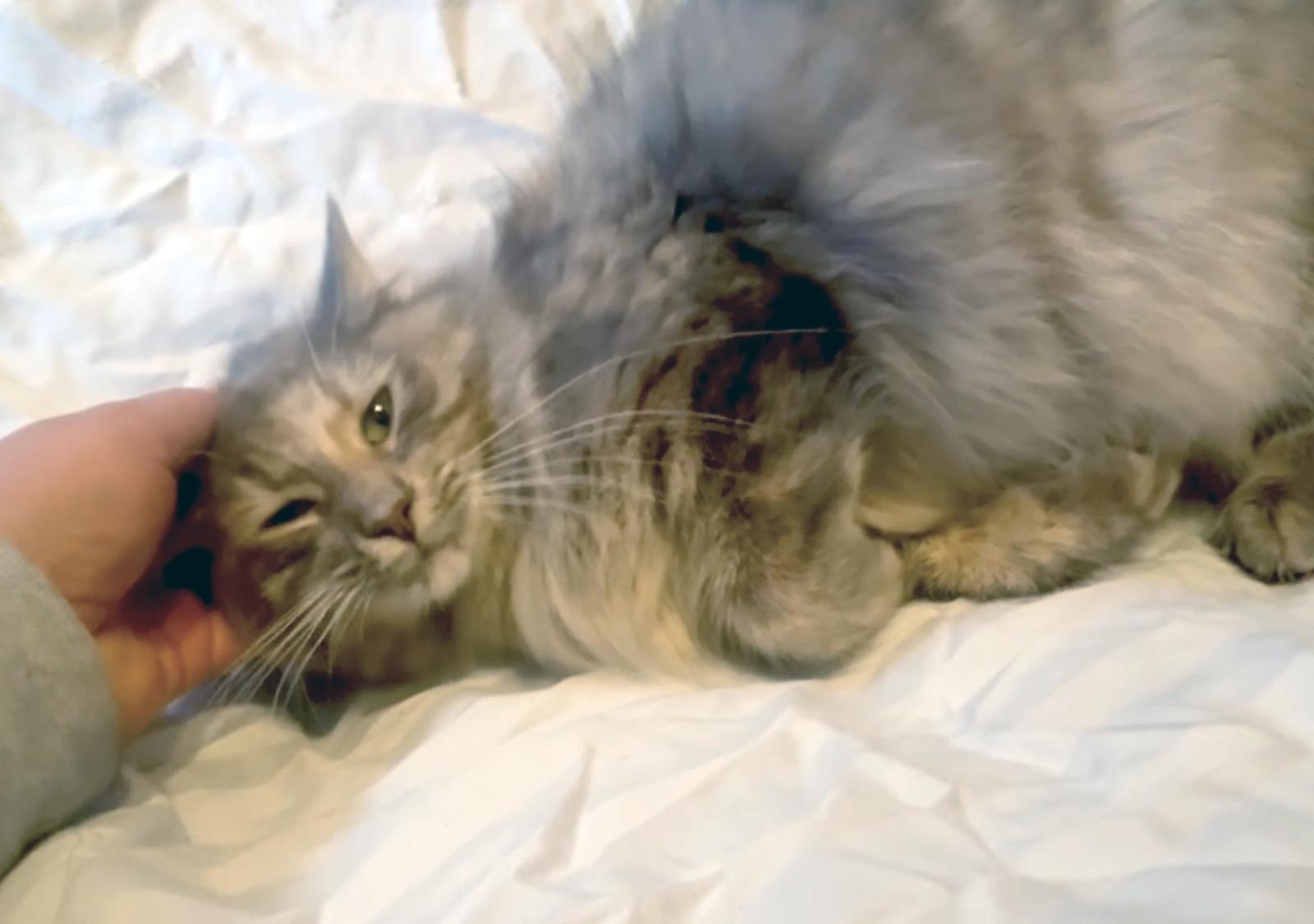 Enlarge Lady Sophie, a Adoptable Torbie in Alameda, CA image 1/3