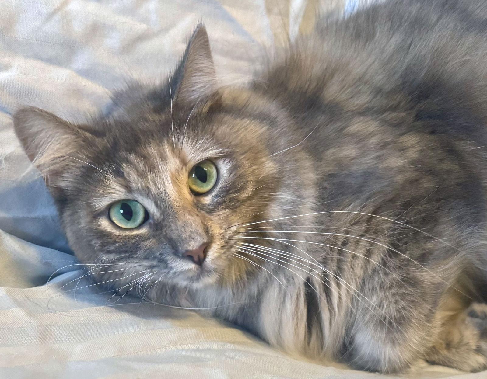 Enlarge Lady Sophie, a Adoptable Torbie in Alameda, CA image 3/3