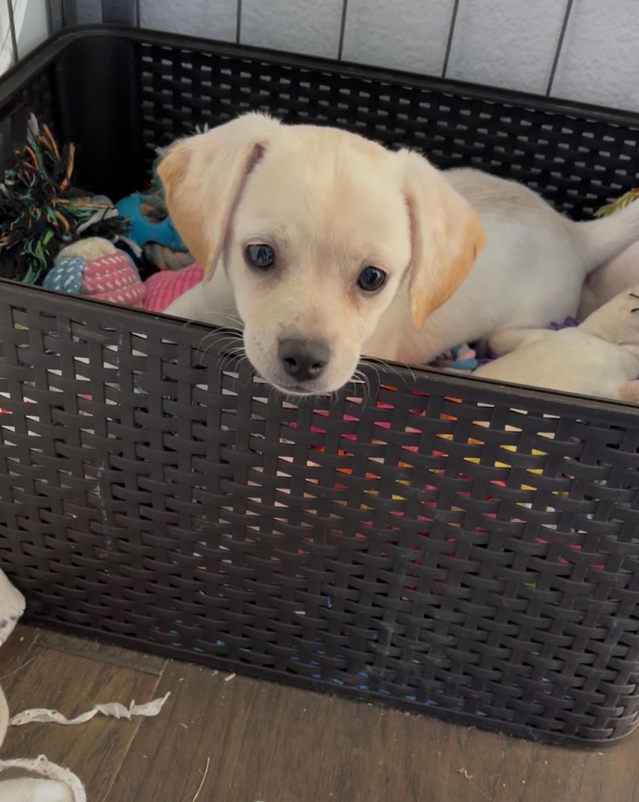 Biscuit, adopted, Puppy Female Chihuahua.