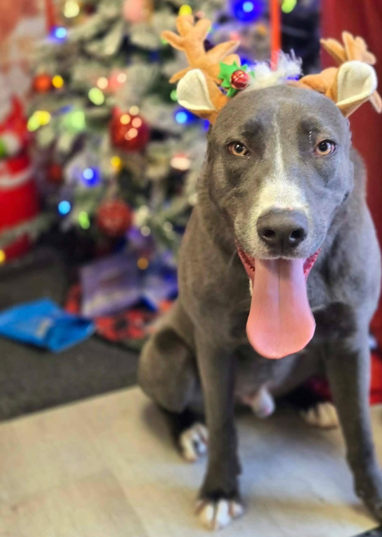 Whiskey, ADOPTABLE, Young Male Great Dane & Labrador Retriever.