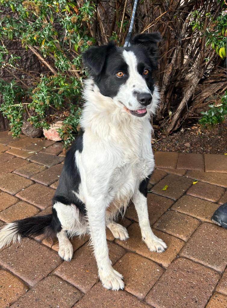 Enlarge Yamper, a Adoptable mixed breed in Cottonwood, AZ image 1/1
