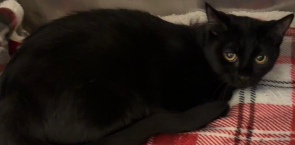 Enlarge MIDNIGHT, a Adoptable mixed breed in Elizabethton, TN image 1/3