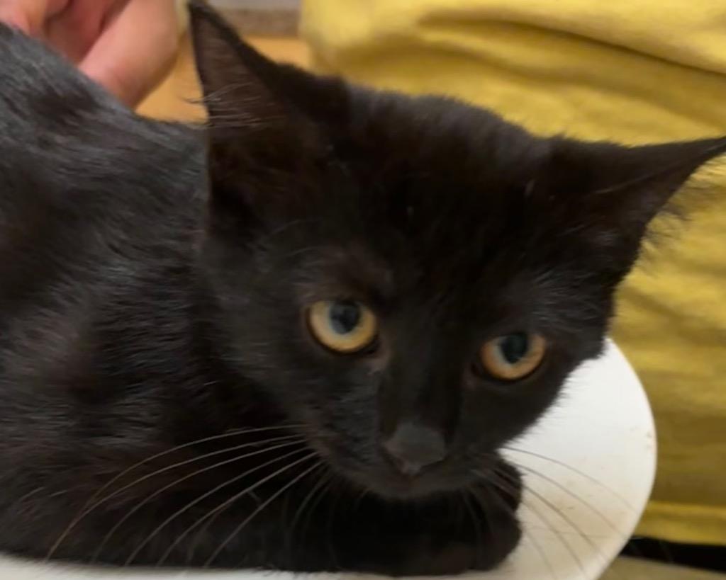 Enlarge MIDNIGHT, a Adoptable mixed breed in Elizabethton, TN image 2/3