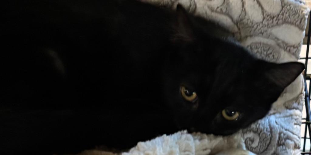 Enlarge MIDNIGHT, a Adoptable mixed breed in Elizabethton, TN image 3/3