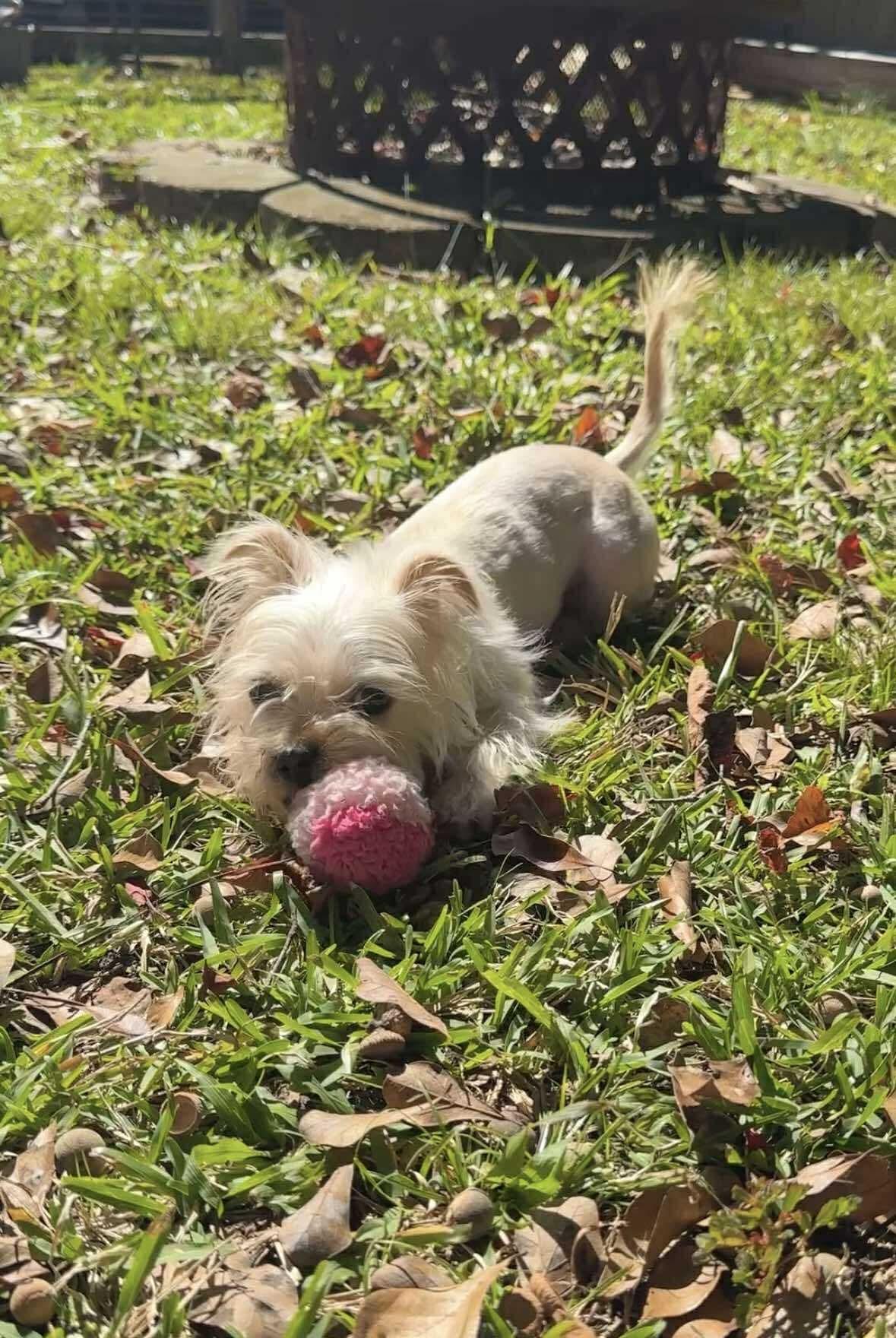 Enlarge Annie, a Adoptable Mixed Breed in Mount Pleasant, SC image 1/3