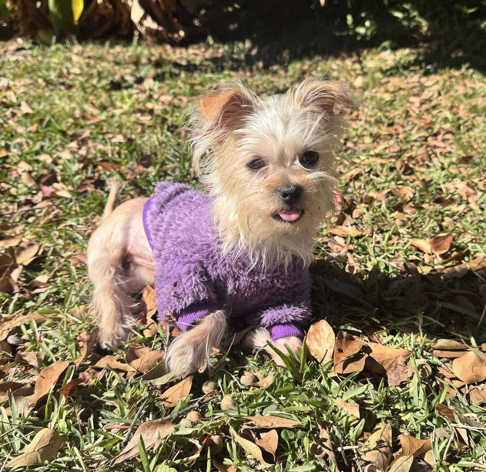Enlarge Annie, a Adoptable Mixed Breed in Mount Pleasant, SC image 2/3