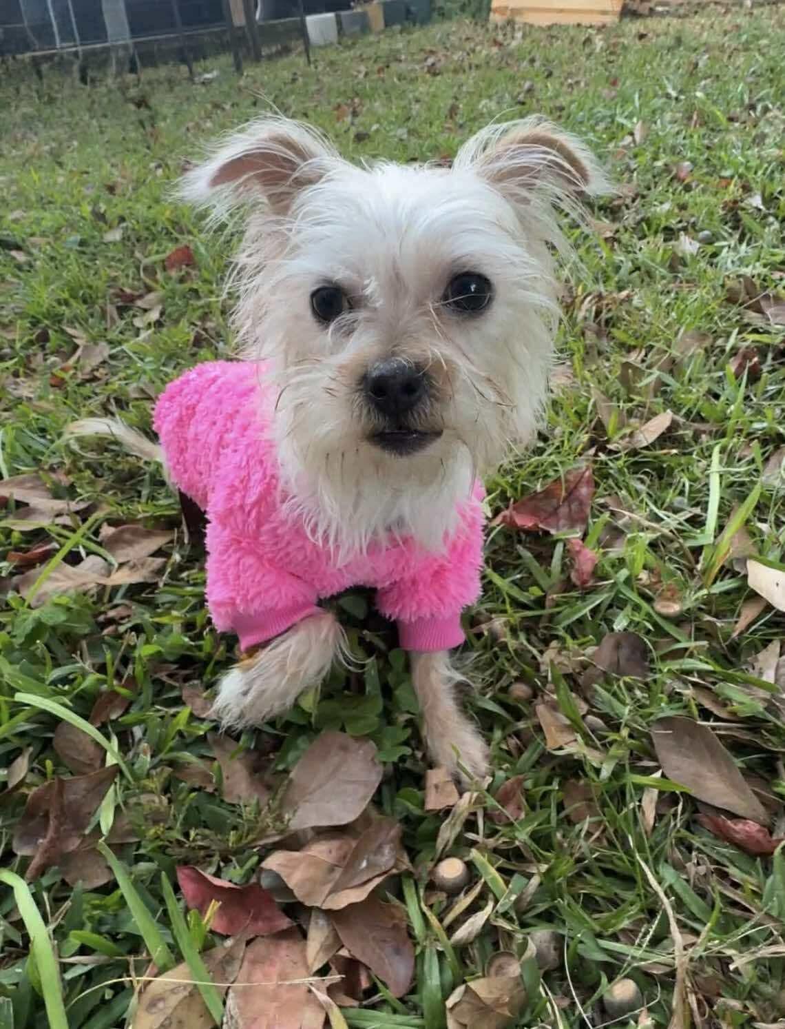 Enlarge Annie, a Adoptable Mixed Breed in Mount Pleasant, SC image 3/3