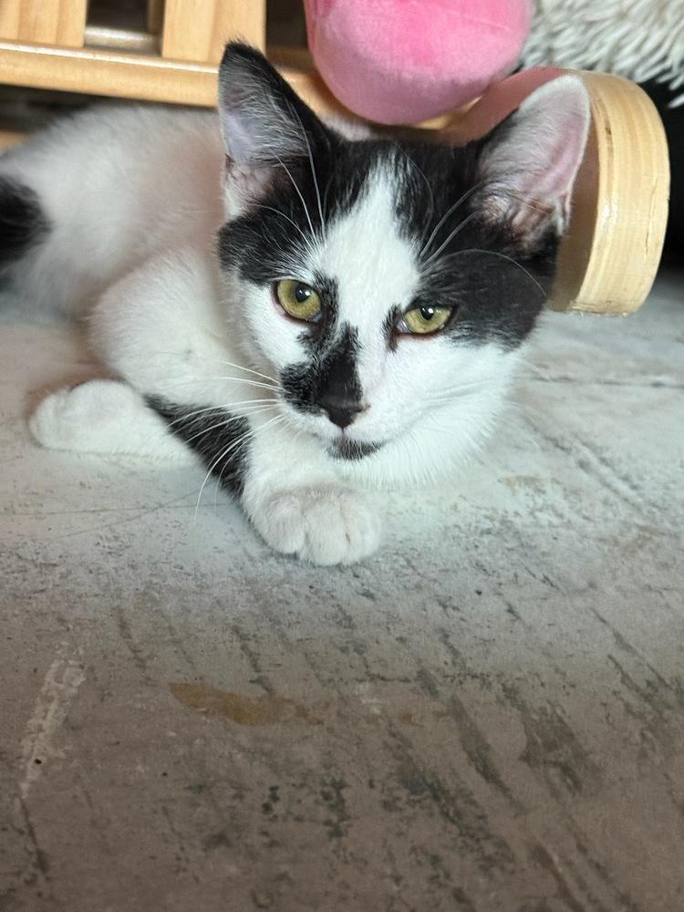 Enlarge Roadie, a Adoptable Domestic Short Hair in Manteca, CA image 1/2