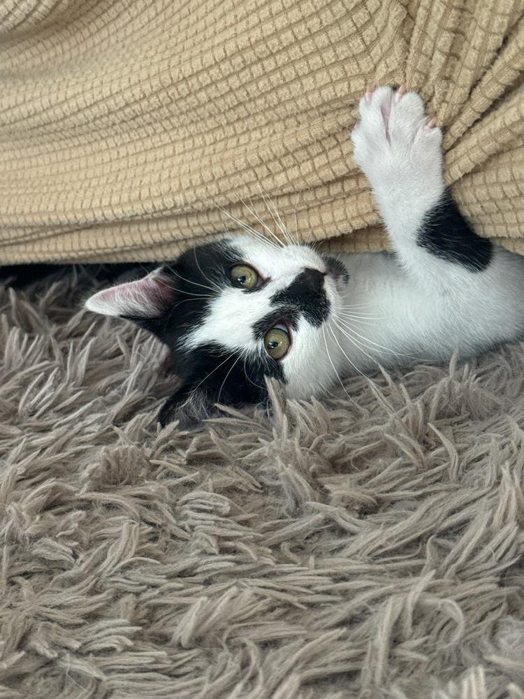Enlarge Roadie, a Adoptable Domestic Short Hair in Manteca, CA image 2/2